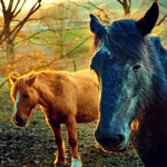 Pegasus Personal Finance | horse and pony